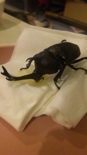 ���������c�c